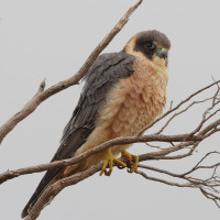 Australian Hobby